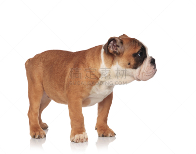 褐色,白色,小的,英格兰斗牛犬,侧面视角,水平画幅,动物身体部位,斗牛犬,人的眼睛,看