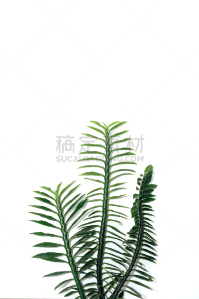 叶子,绿色,分离着色,鹿角蕨,绦虫,蜈蚣,几内亚,炎症,顺势医学,垂直画幅