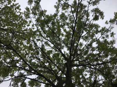 灰树,鹭管鱼,五月,自然,水平画幅,无人,艾克塞特,爱塞特,植物,英国