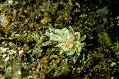 裸鳃亚目动物,水雷,西里伯斯海,伦贝海峡,美娜多,水下摄影机,苏拉威西,从在水肺潜水的角度拍摄,浮潜,水肺潜水