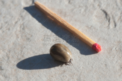 蜱,草地,脑炎,水平画幅,木制,蜘蛛纲,螨,户外,豆,动物