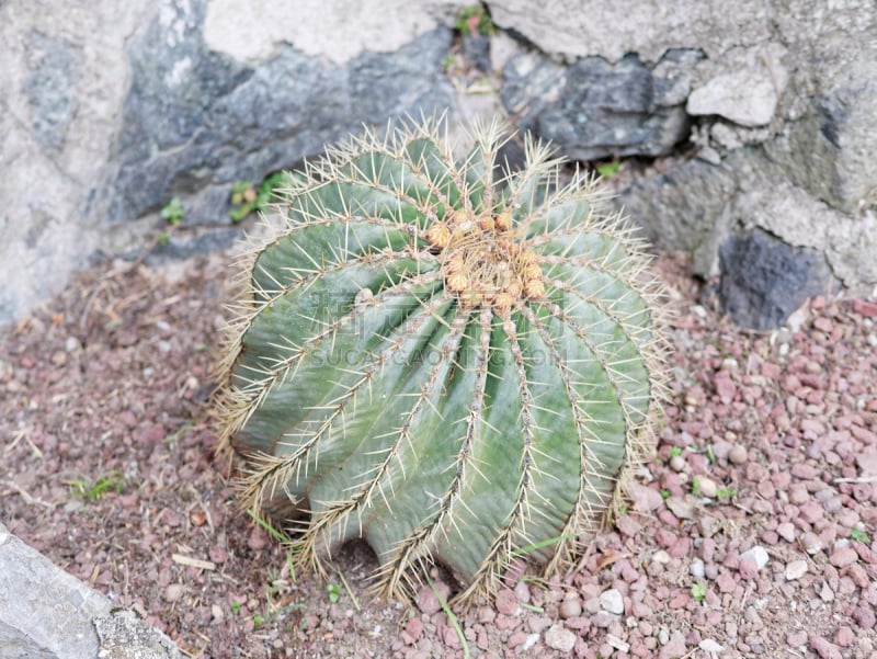 肉质植物,大特写,石蟹,长生花,景天属植物,龙舌兰属植物,水,美,水平画幅,枝繁叶茂