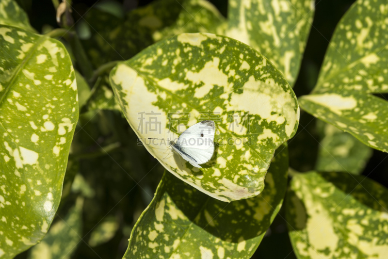 白蝴蝶,白色,甘蓝,小的,叶表皮,美,水平画幅,大白蝴蝶,蝴蝶,动物学