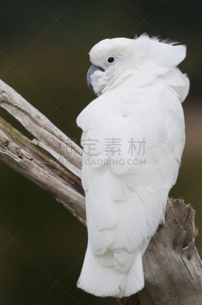 白伞膜凤头鹦鹉,美冠鹦鹉,遮阳伞,整羽,大鸟笼,动物杂技,动物的冠,垂直画幅,智慧,鸟类