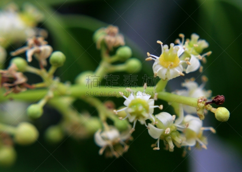 白色,斯里兰卡,黄色,植物,彩色图片,槟郎青属,小的,六月,李子,花