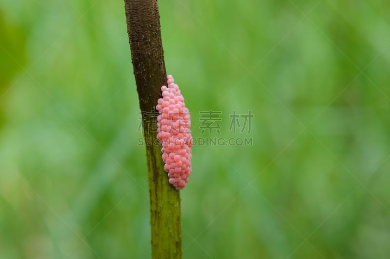 苹果螺,鸡蛋,自然,背景,黄金,传染性软疣病毒,人体小管,莱斯大学,雪利,防放射服