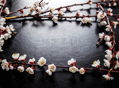 枝,花朵,杏树类,黑色背景,自然,兰花,芳香的,水平画幅,无人,蝴蝶兰