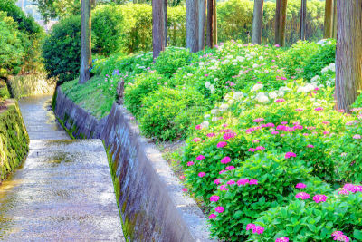 八仙花属,花朵,京都府,美,六月,水平画幅,无人,古老的,夏天,户外