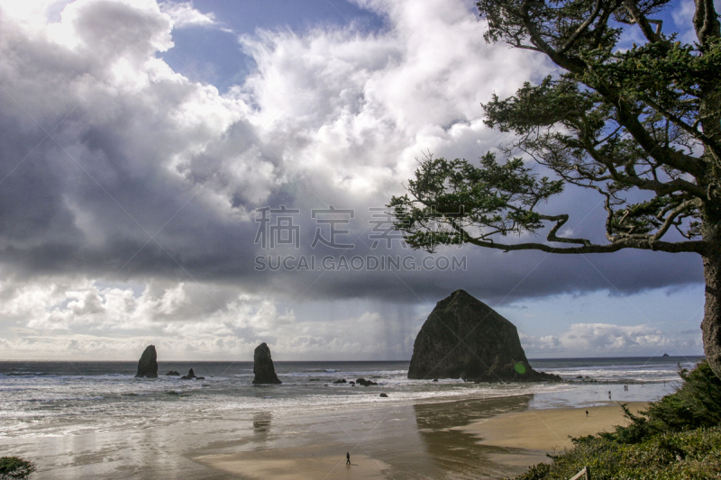 春天,美国西加云杉树,干草堆岩,卡农海滩,奥勒冈海滨,柱状岩石,自然,水平画幅,地形,岩石