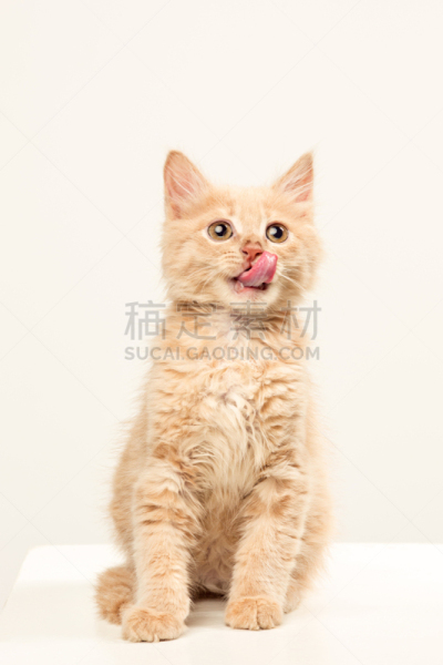 猫,白色背景,猫碗,饲养员,纯种猫,垂直画幅,家庭生活,动物身体部位,生姜,仅成年人