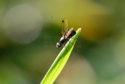 安静,环境保护,雄性动物,翅膀,草,蚊子,动物,春天,蚊蝇,舞蹈