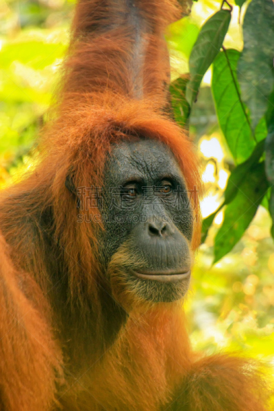 gunung leuser national park,苏门达腊猩猩,雌性动物,印度尼西亚,苏门答腊岛,洛塞火山,武吉拉旺,猩猩,苏门答腊印度尼西亚,猿