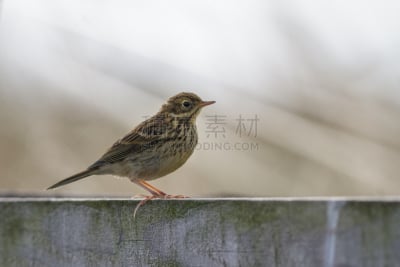 小的,鸟类,自然,野生动物,水平画幅,可爱的,无人,早晨,观鸟,夏天