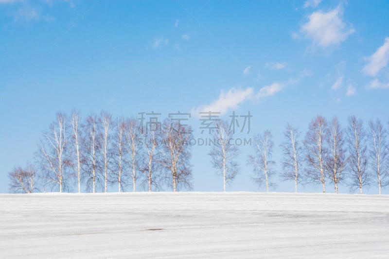 冬天,美瑛町,白桦,贺卡,雪,白桦树,春天,深雪,植物,背景