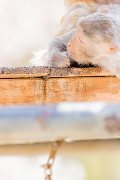 猴子,日本,可爱的,宠物,自然,垂直画幅,野生动物,肖像,风景,图像