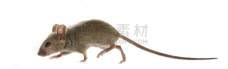 白色背景,木鼠,前面,褐色,水平画幅,无人,侧面像,鸟类,不看镜头,哺乳纲