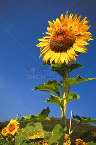 天空,田地,蓝色,向日葵,园艺师,垂直画幅,户外,植物,热带气候,植物学