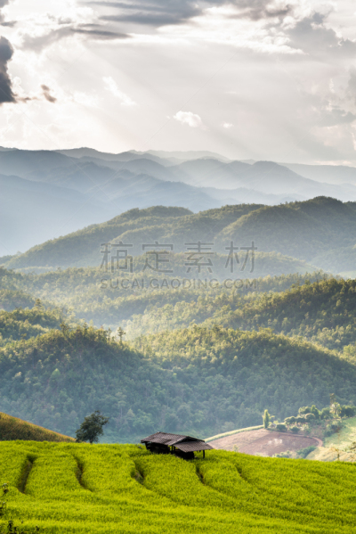 梯田,阳光光束,稻,小屋,丁达尔效应,亭台楼阁,清迈省,垂直画幅,暴风雨,水稻梯田