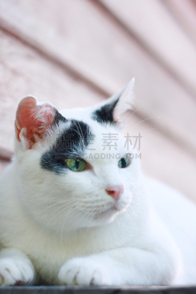 猫,木制,白色,平顶,垂直画幅,美,褐色,缅因州,动物身体部位,户外