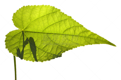 叶子,白麻属植物,白色,苘麻,自然,水平画幅,绿色,无人,有机食品,白色背景