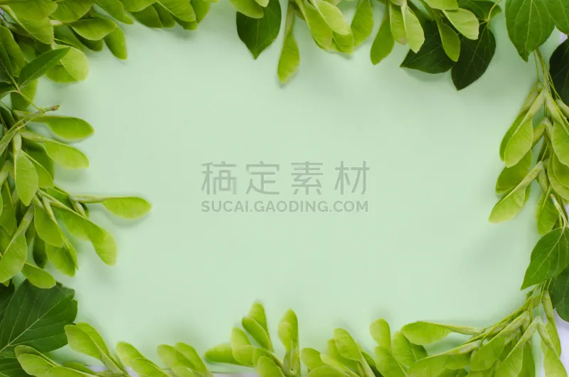 边框 唇形科 彩色蜡笔 羽叶槭 彩色背景 贺卡 空白的 留白 水平画幅 绿色图片素材下载 稿定素材