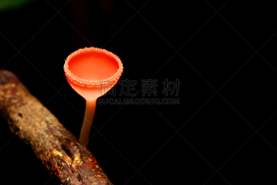 真菌,杯,盘菌科,原生林,水平画幅,无人,苔藓,热带雨林,特写,泰国