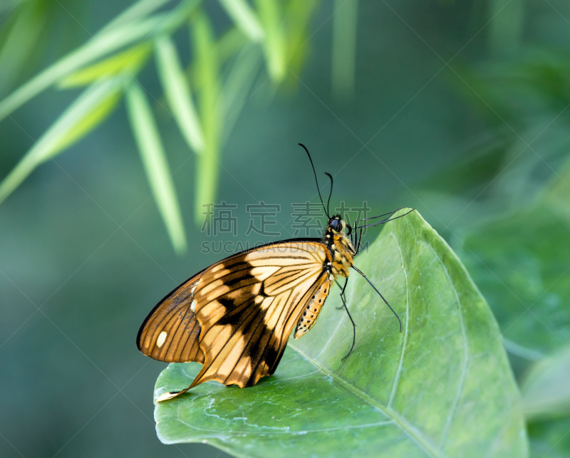 mocker swallowtail butterfly,非洲,凤尾蝶,留白,褐色,水平画幅,蝴蝶,动物身体部位,特写