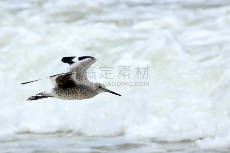 鹞类,海浪,在上面,鹬鸟,鷸形目,矶鹞,自然,水,野生动物,水平画幅