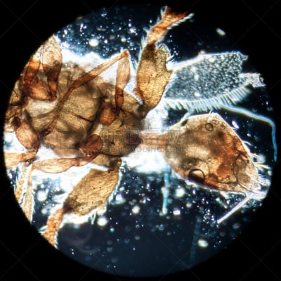 动物,昆虫,水蚤,浮游生物,原生动物,原始主义,显微镜,动物嘴,小的,微生物学