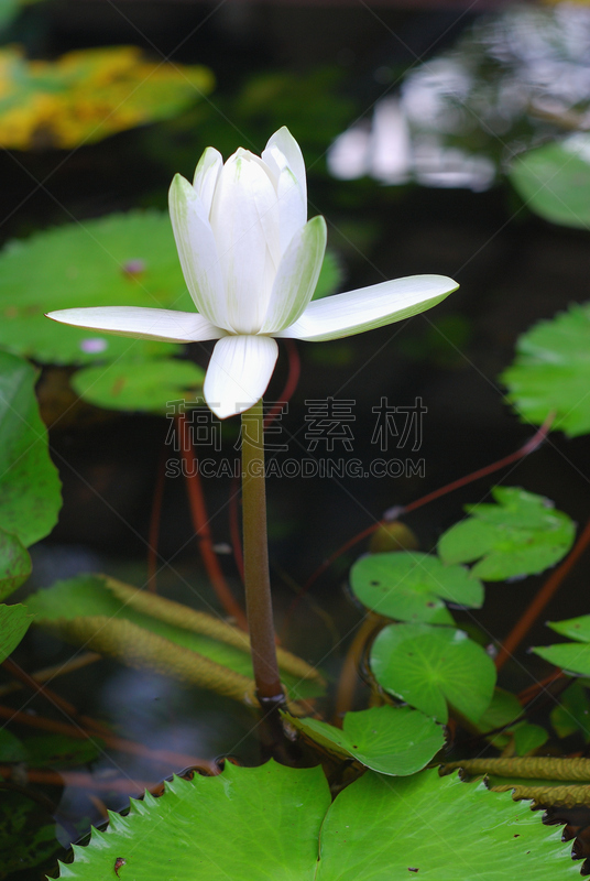 睡莲,平安神宮,自然,垂直画幅,无人,蓝色,夏天,户外,湖,特写