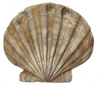 chesapecten,化石,贝壳,上新世,切萨皮克湾,古生物学,扇贝,史前时代,水平画幅,软体动物