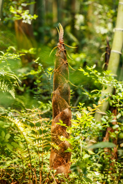 bamboo shoots of the growth in the forest，in the spring