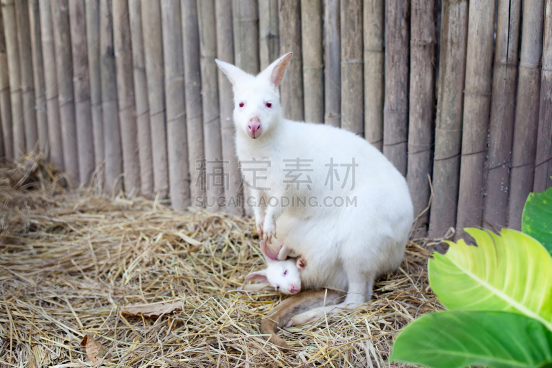 小袋鼠,白化病者,婴儿,有袋亚纲,自然,野生动物,袋鼠,水平画幅,可爱的,无人