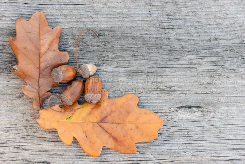 橡树果 橡树叶 背景 木制 九月 十月 自然界的状态 熟的 坚果 植物图片素材下载 稿定素材