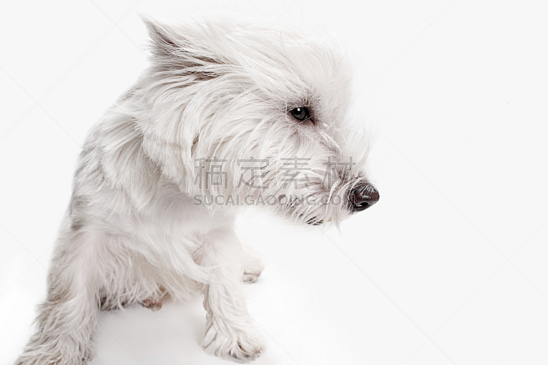 白色背景 西高地白猎犬 前面 可爱的 纯种犬 梗犬 背景分离 肖像 狗 脊椎动物图片素材下载 稿定素材