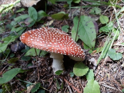 毒蘑菇,生物学,自然美,植物,真菌,户外,危险,植物茎,瑞士,有毒生物体