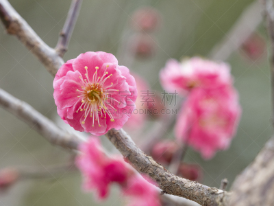 花朵,自然界的状态,背景分离,新年前夕,樱桃,梅子,春天,李树,植物,杏