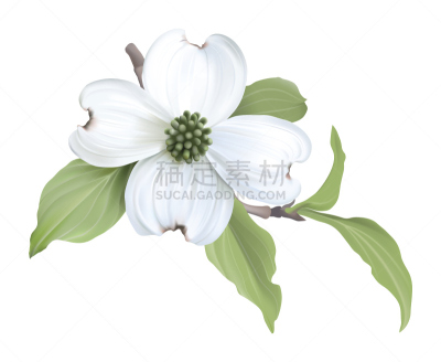 山茱萸,开花的山茱萸,白色,箭木,绘画插图,美,无人,符号,仅一朵花,植物