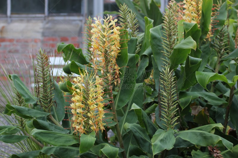 white gingerlily,印度姜花,gingerlily,选择对焦,美,褐色,水平画幅,无人,异国情调,户外