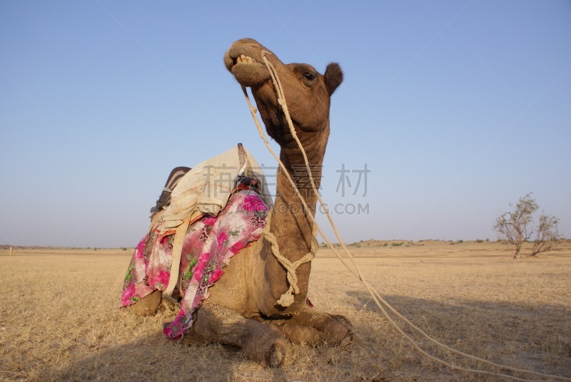 骆驼,沙漠,拉贾斯坦邦,印度,人,desert festival,一个人,图像,水平画幅,休息