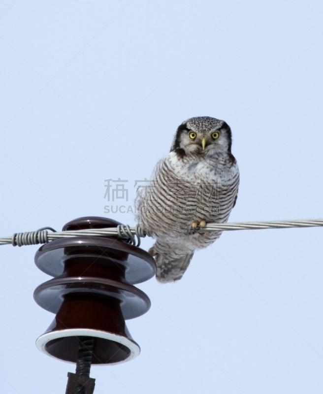 hawk owl,电力线,电缆,自然,垂直画幅,野生动物,猫头鹰,鸟类,动物身体部位,老鹰