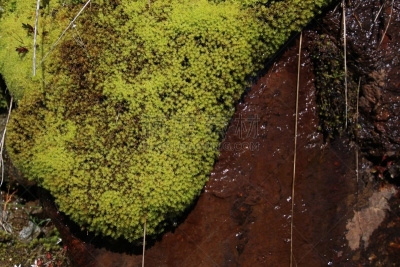 苔藓,岩石,湿,有包装的,水,留白,纹理效果,夏天,石头,奥地利