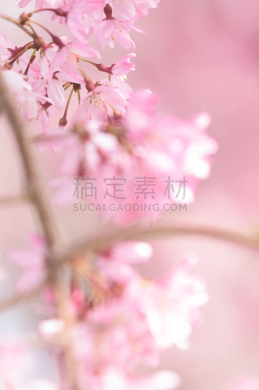 垂枝樱花,奈良市,奈良县,垂直画幅,美,樱花,无人,特写,开花时间间隔,白色