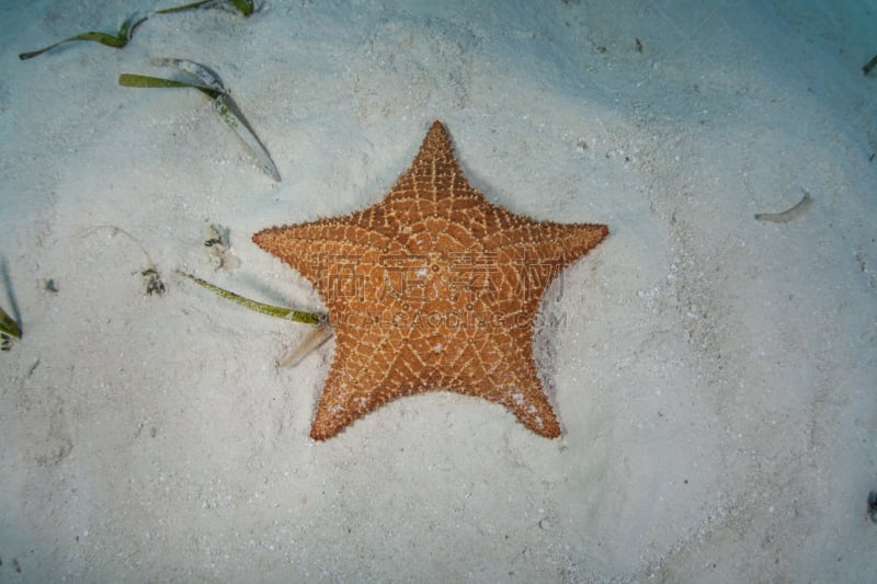 海星,加勒比海,蓝孔,瑞夫灯塔,海洋酸化,珊瑚礁,小生镜,珊瑚岛,红树