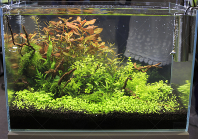 水族馆,自然,水,拍摄场景,亚马逊地区,水平画幅,绿色,无人,热带淡水鱼,水下