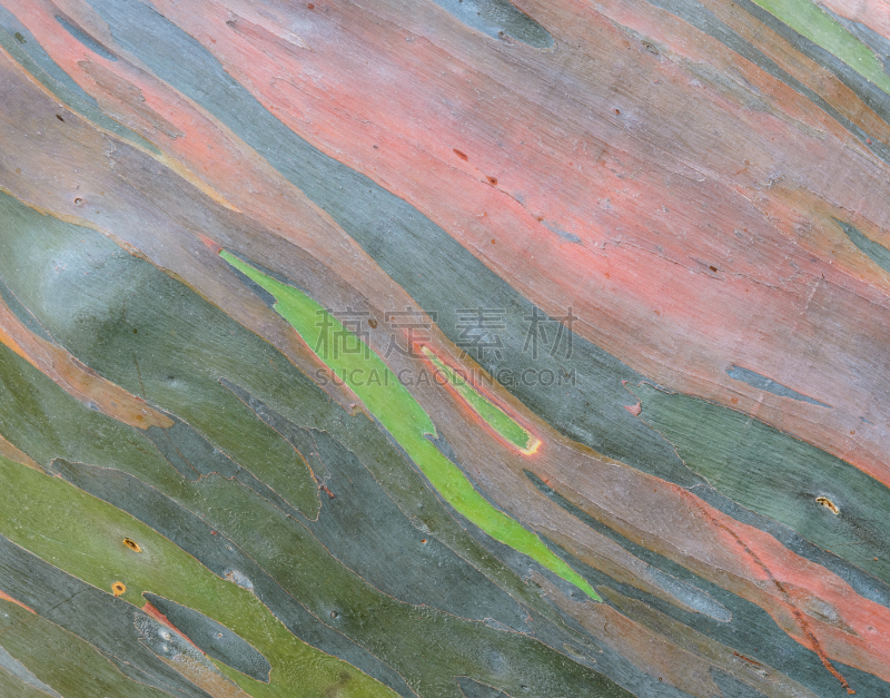抽象,树皮,mindanao gum tree,棉兰老岛,桉树,自然,式样,水平画幅,绿色,橙色