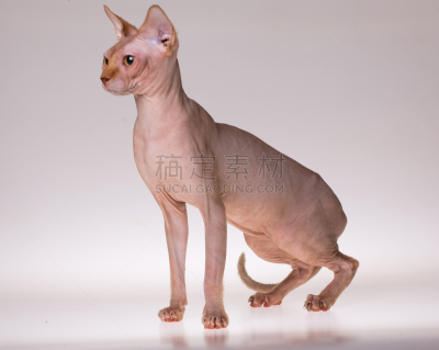 猫,分离着色,剃光头,灰色,水平画幅,埃及,法老,白色背景,动物身体部位,史芬克斯无毛猫