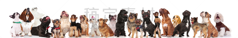 可爱的,好奇心,狗,衣领,衣服,领结,人群,背景分离,多样,罗马尼亚
