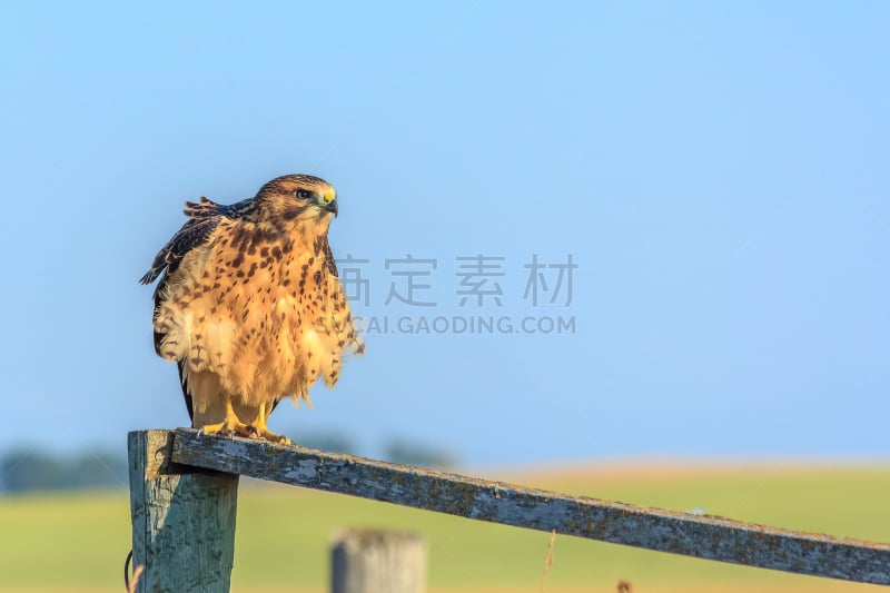 斯旺森鹰,少年早期,舞蹈,地形,户外,白昼,夏天,褐色,蓝色,背景