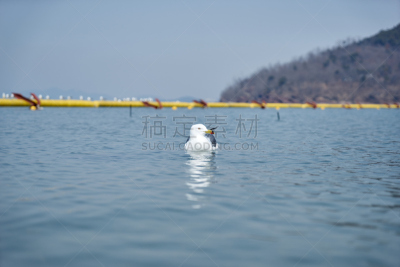 岛,图像,海洋,太平洋,海鸥,鸟类,无人,韩国,朝鲜半岛,安山市